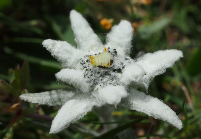 Plesnivec alpský (Leontopodium alpinum)