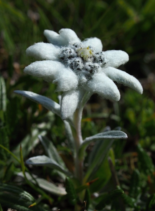 Plesnivec alpský (Leontopodium alpinum)