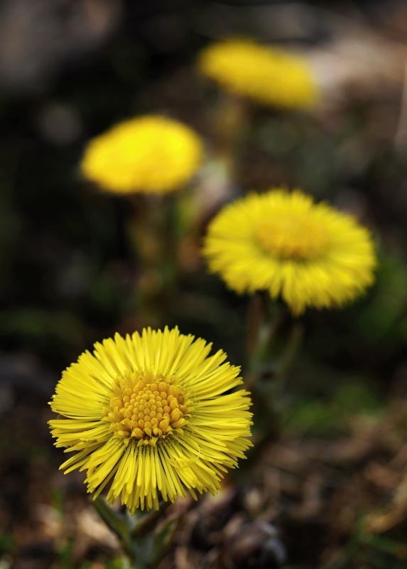 Podběl lékařský (Tussilago farfara)