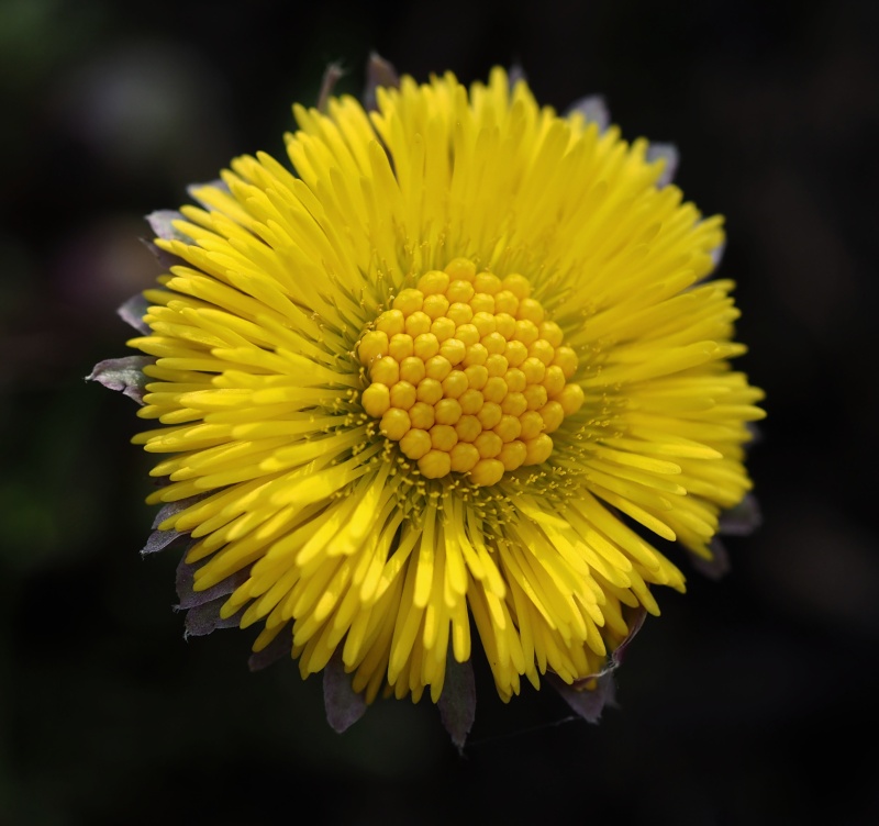 Podběl lékařský (Tussilago farfara)