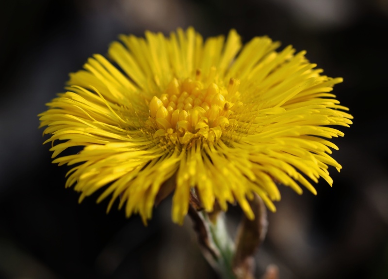 Podběl lékařský (Tussilago farfara)