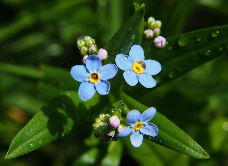 Pomněnka bahenní (Myosotis palustris)