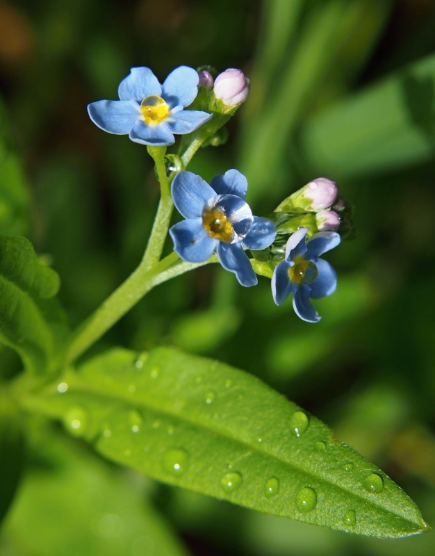 Pomněnka bahenní (Myosotis palustris)