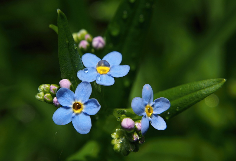 Pomněnka bahenní (Myosotis palustris)