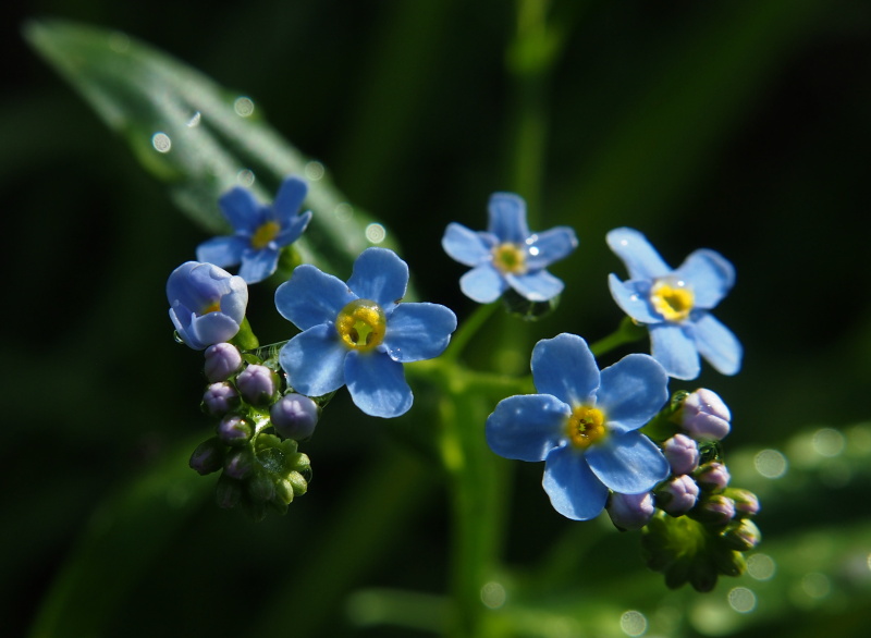 Pomněnka bahenní (Myosotis palustris)