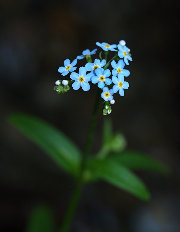 Pomněnka bahenní (Myosotis palustris)