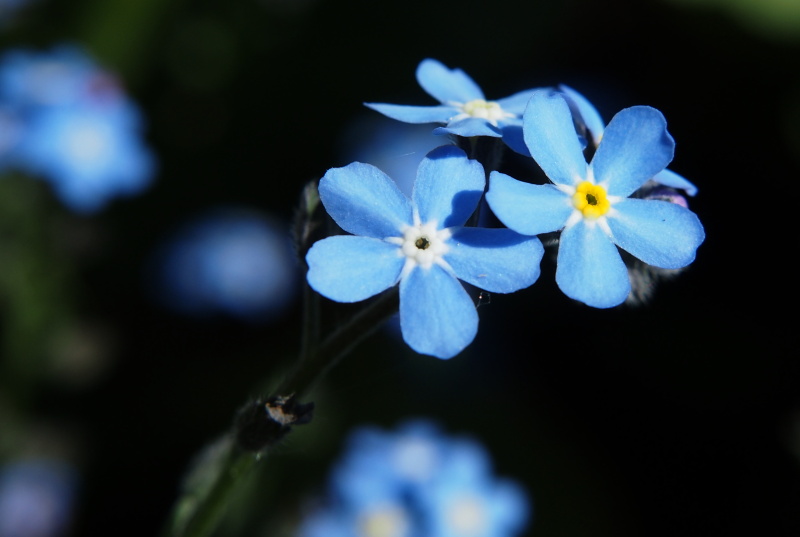 Pomněnka úzkolistá (Myosotis stenophylla)