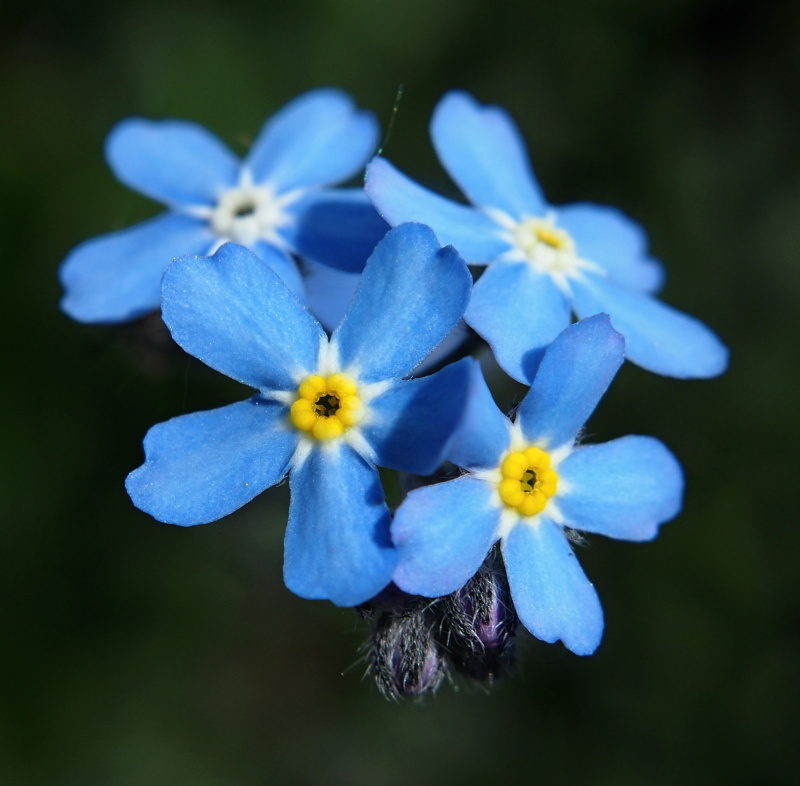 Pomněnka úzkolistá (Myosotis stenophylla)