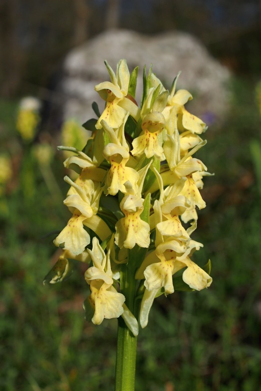 Prstnatec bezový (Dactylorhiza sambucina)