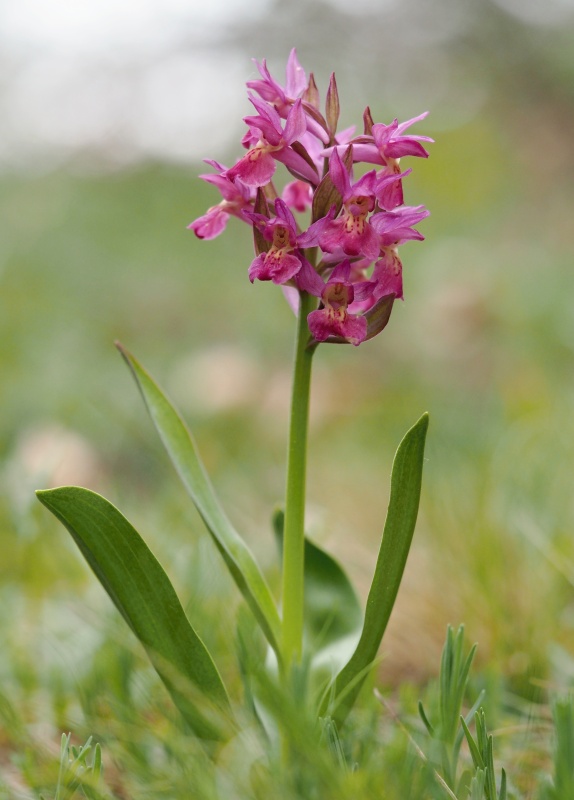 Prstnatec bezový (Dactylorhiza sambucina)
