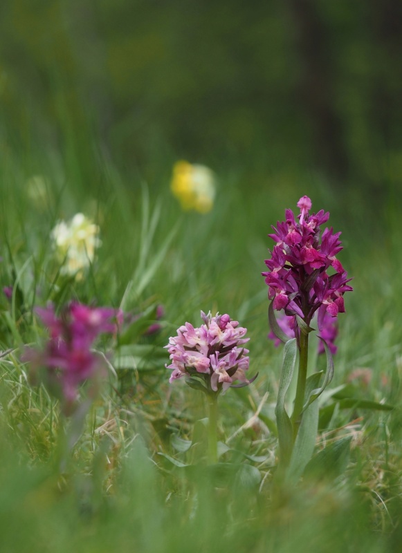 Prstnatec bezový (Dactylorhiza sambucina)