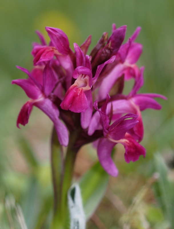 Prstnatec bezový (Dactylorhiza sambucina)