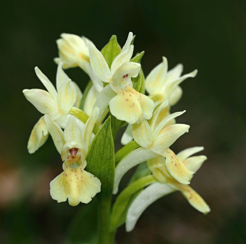 Prstnatec bezový (Dactylorhiza sambucina)
