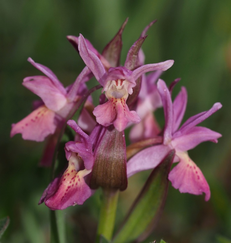 Prstnatec bezový (Dactylorhiza sambucina)