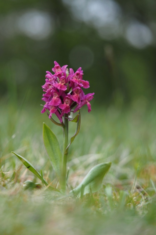 Prstnatec bezový (Dactylorhiza sambucina)