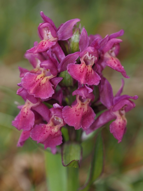 Prstnatec bezový (Dactylorhiza sambucina)