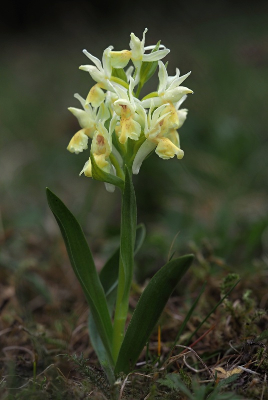 Prstnatec bezový (Dactylorhiza sambucina)