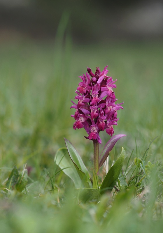 Prstnatec bezový (Dactylorhiza sambucina)