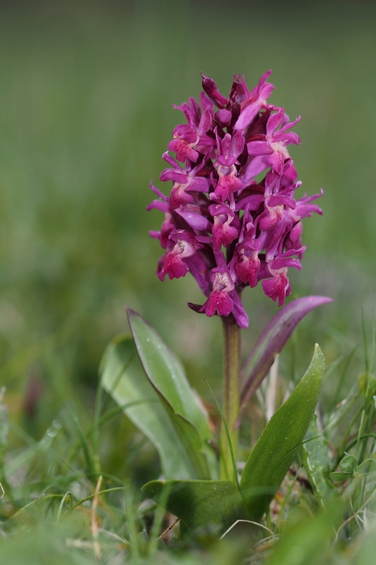 Prstnatec bezový (Dactylorhiza sambucina)