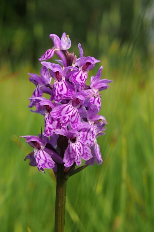 Prstnatec Braunův (Dactylorhiza braunii)