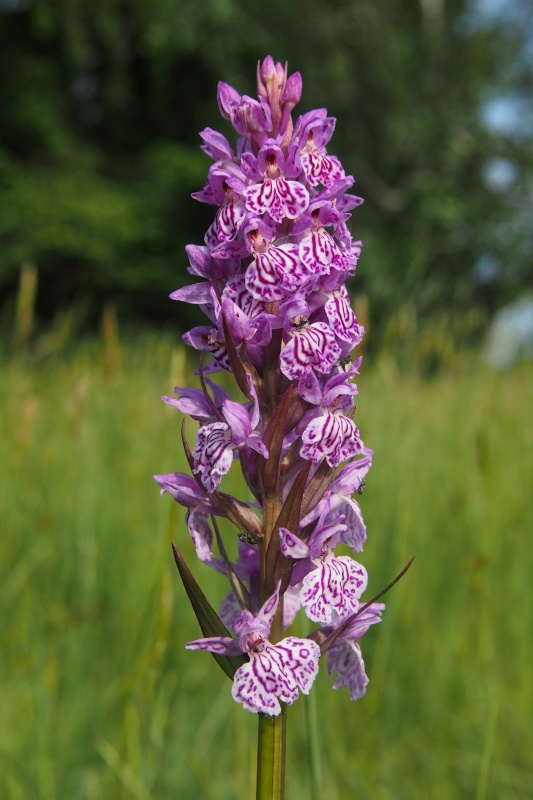 Prstnatec Braunův (Dactylorhiza braunii)