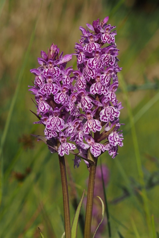 Prstnatec Braunův (Dactylorhiza braunii)