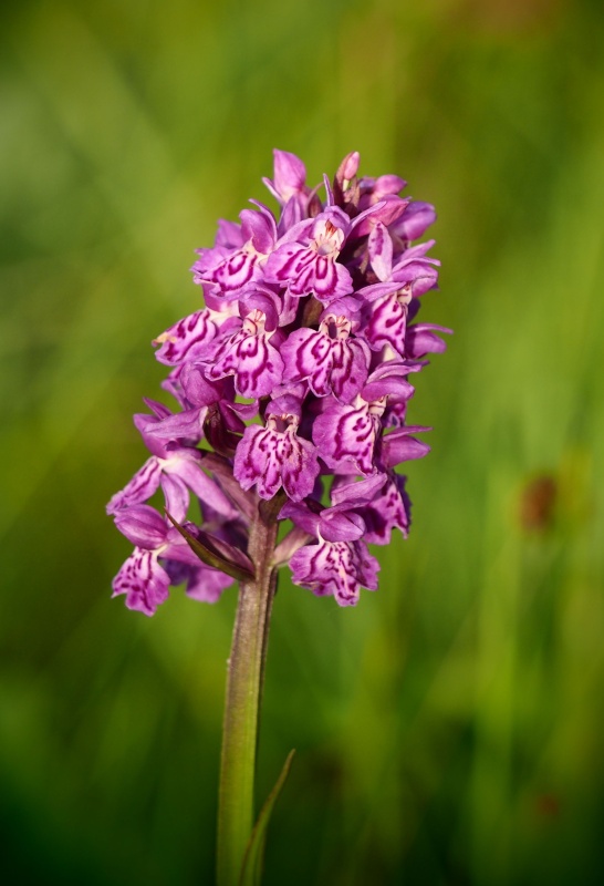 Prstnatec Braunův (Dactylorhiza braunii)