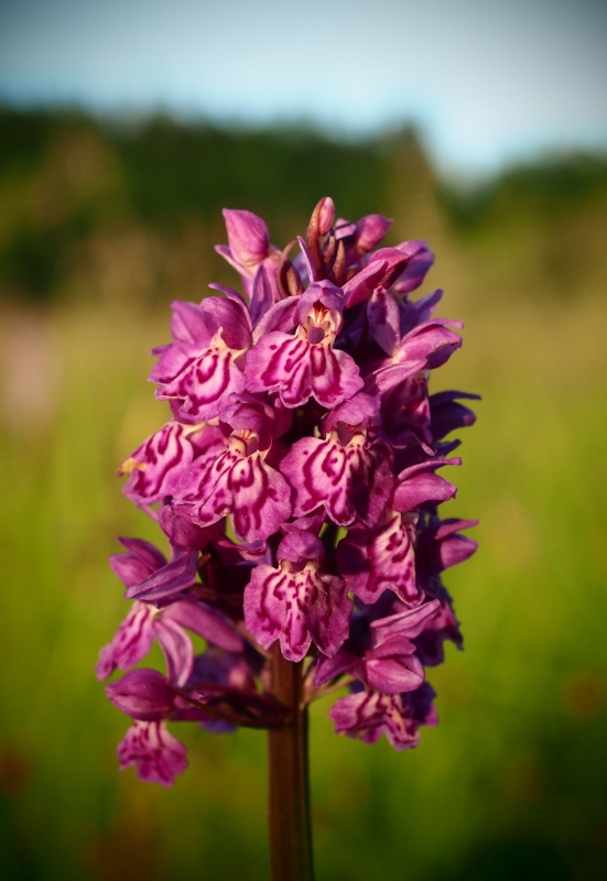 Prstnatec Braunův (Dactylorhiza braunii)