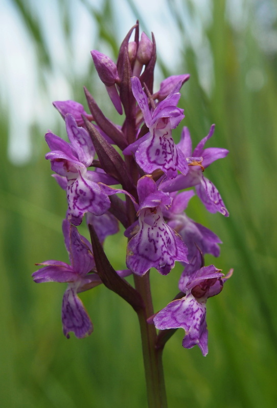 Prstnatec český (Dactylorhiza bohemica)