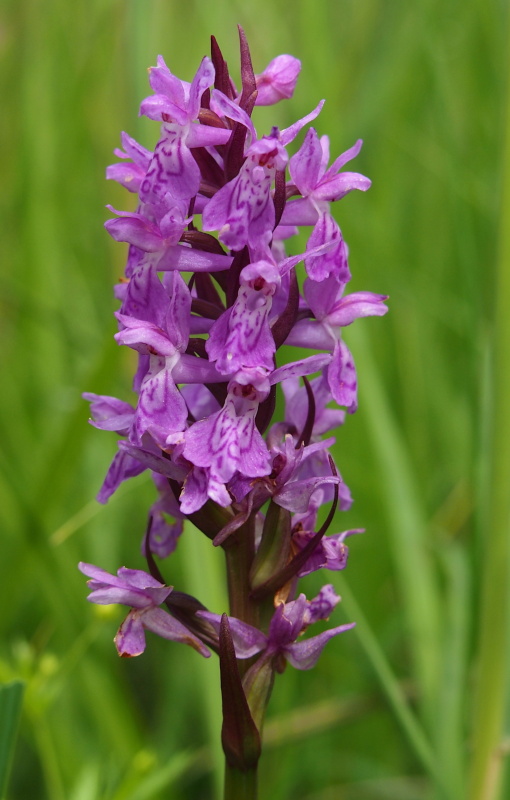 Prstnatec český (Dactylorhiza bohemica)