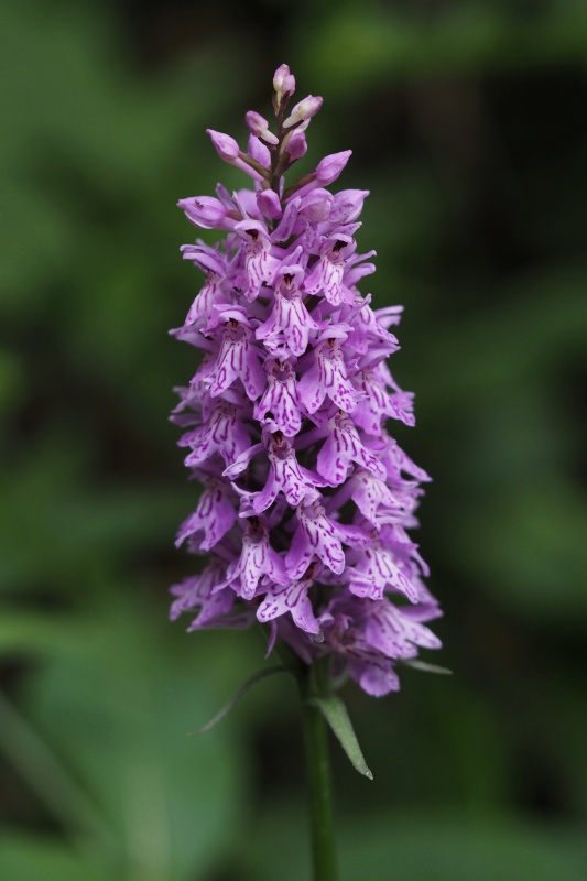 Prstnatec fuchsův (Dactylorhiza fuchsii)