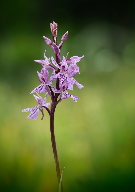 Prstnatec fuchsův (Dactylorhiza fuchsii)