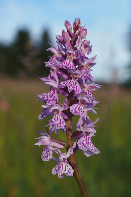 Prstnatec fuchsův (Dactylorhiza fuchsii)