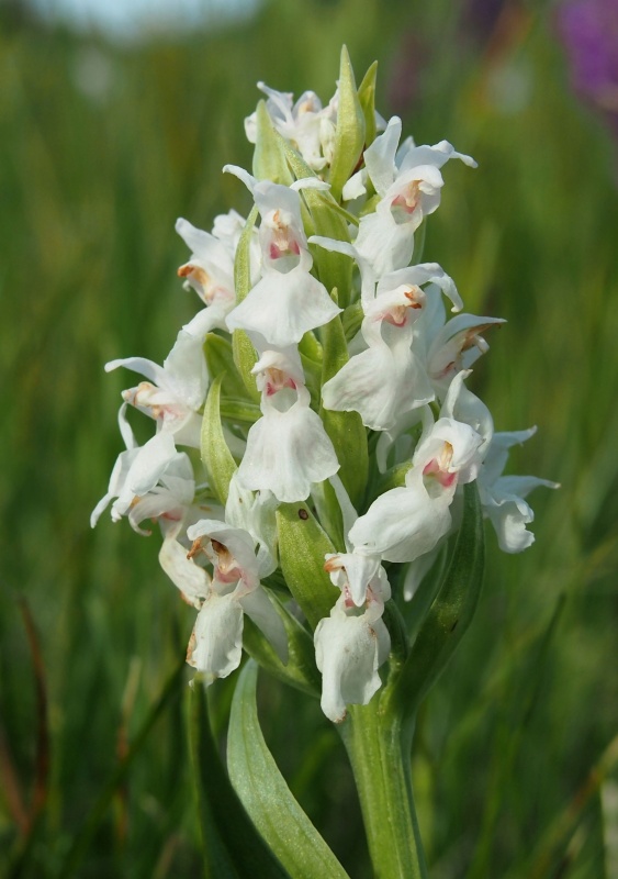 Prstnatec májový (Dactylorhiza majalis)