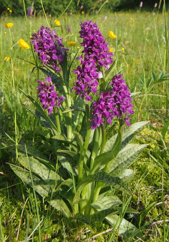 Prstnatec májový (Dactylorhiza majalis)