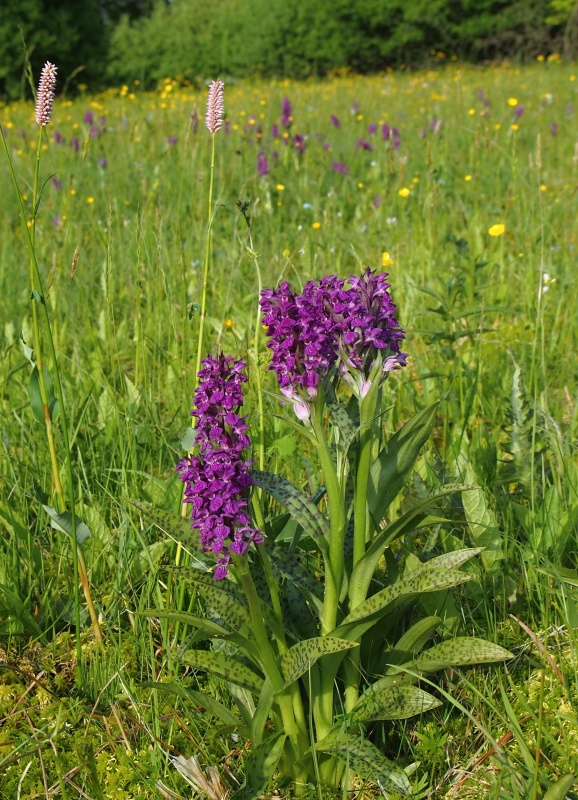 Prstnatec májový (Dactylorhiza majalis)