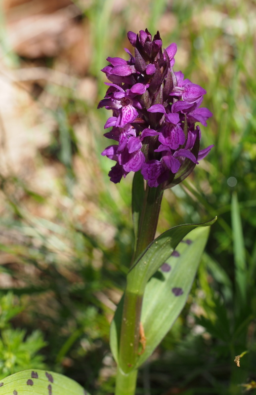 Prstnatec májový (Dactylorhiza majalis)