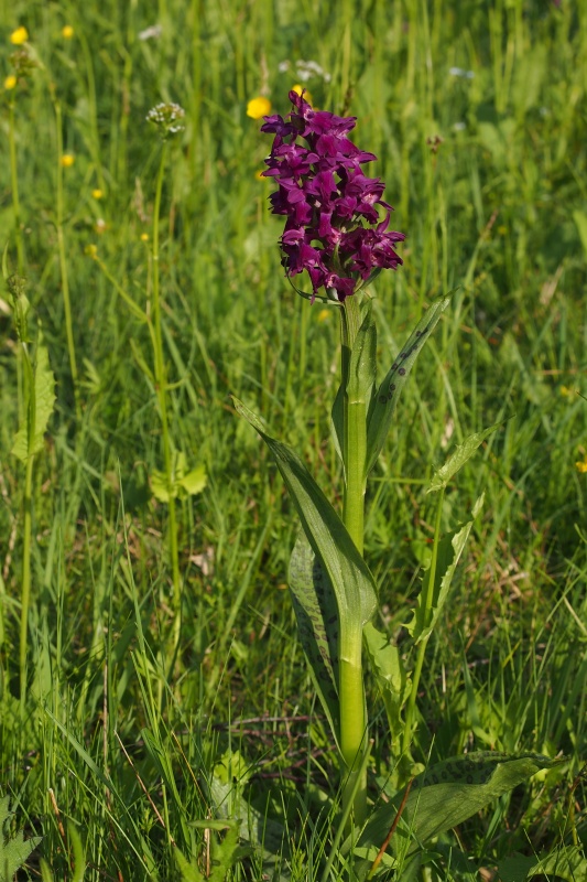 Prstnatec májový (Dactylorhiza majalis)