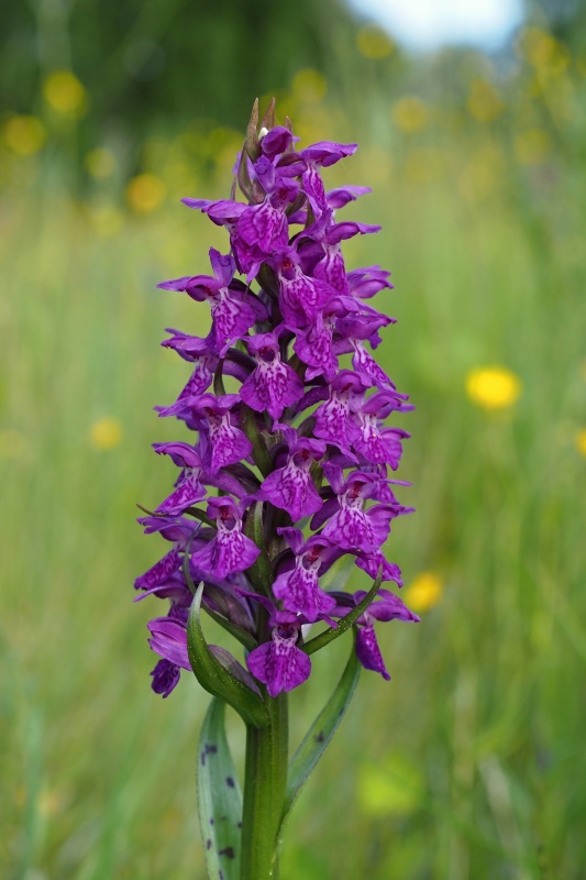 Prstnatec májový (Dactylorhiza majalis)