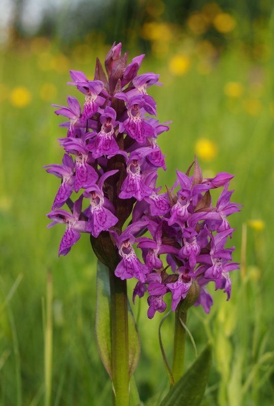 Prstnatec májový (Dactylorhiza majalis)