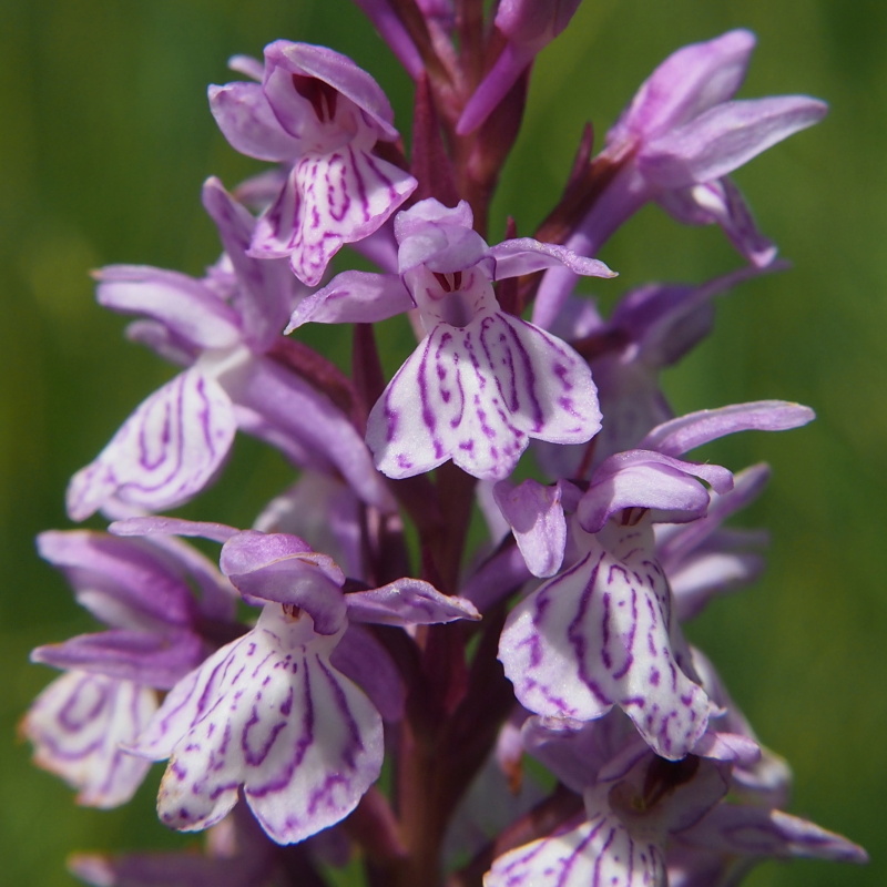 Prstnatec plamatý (Dactylorhiza maculata)