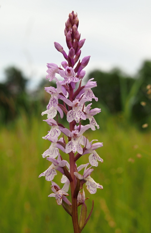 Prstnatec plamatý (Dactylorhiza maculata)