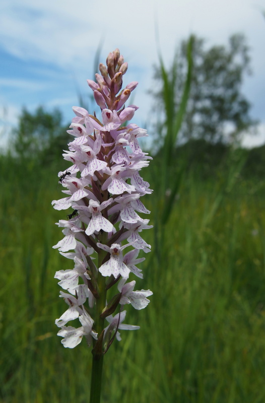 Prstnatec plamatý (Dactylorhiza maculata)