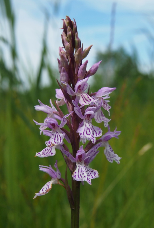 Prstnatec plamatý (Dactylorhiza maculata)