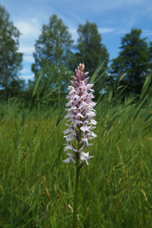 Prstnatec plamatý (Dactylorhiza maculata)