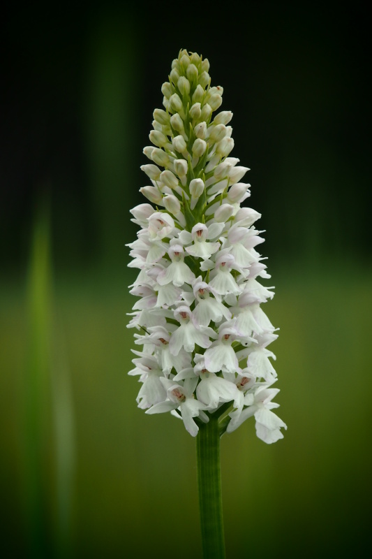 Prstnatec plamatý sedmihradský (Dactylorhiza maculata subsp. transsilvanica)