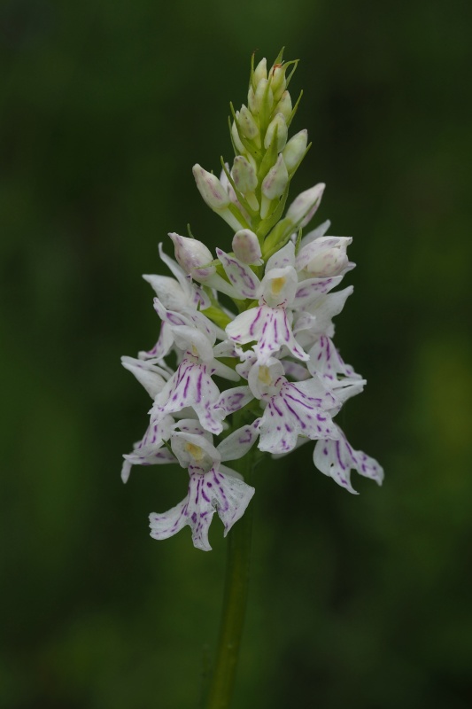 Prstnatec plamatý Soóův (Dactylorhiza maculata Soó subsp. soóana)