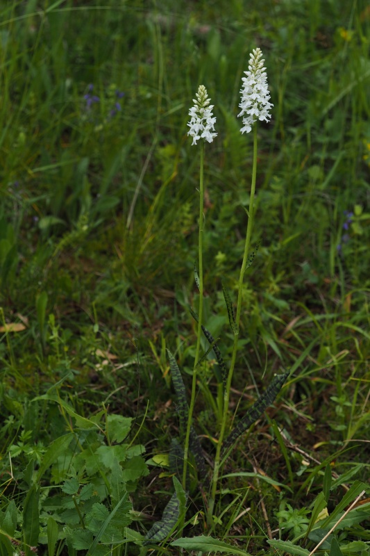 Prstnatec plamatý Soóův (Dactylorhiza maculata Soó subsp. soóana)