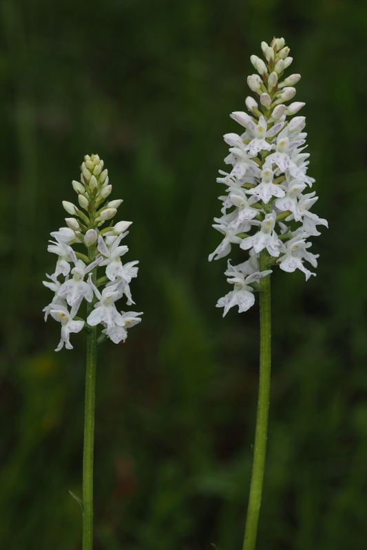 Prstnatec plamatý Soóův (Dactylorhiza maculata Soó subsp. soóana)