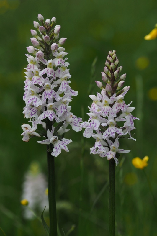 Prstnatec plamatý Soóův (Dactylorhiza maculata Soó subsp. soóana)